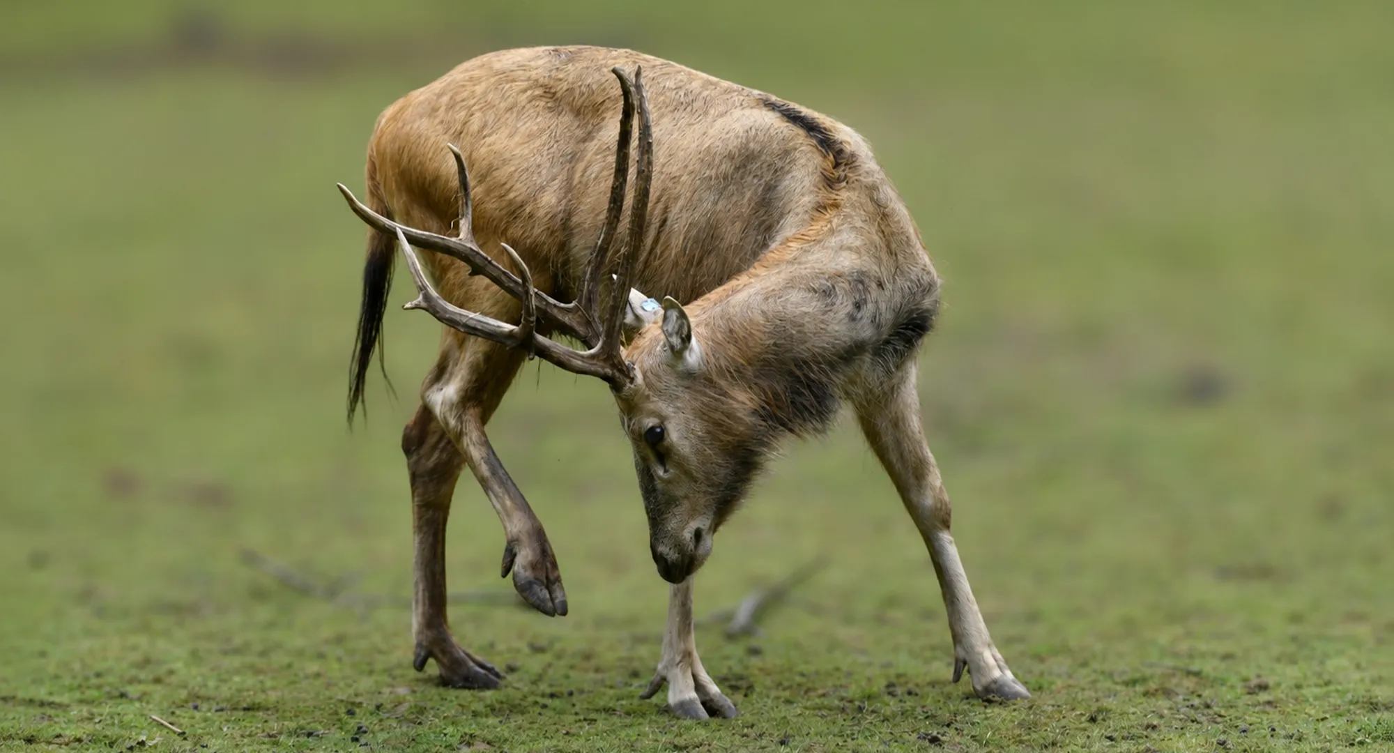 Deux cerfs d'Eld aux bois entremêlés s'affrontant sur une pelouse