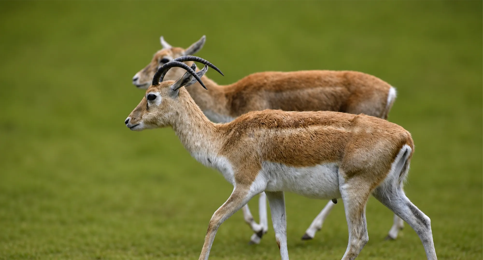 Deux antilopes cervicapres aux cornes spiralées marchant côte à côte sur l'herbe