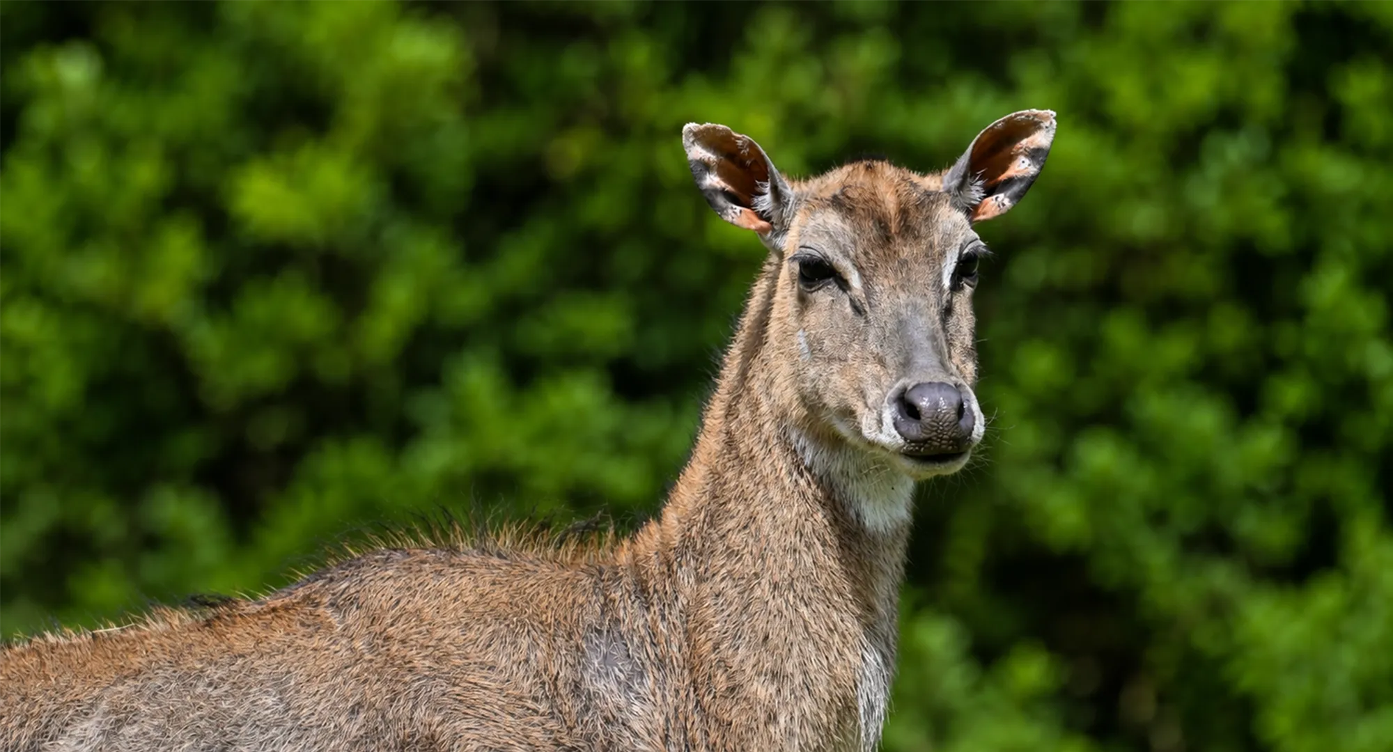 Jeune cerf ou biche au pelage brun clair, oreilles dressées, devant un feuillage vert