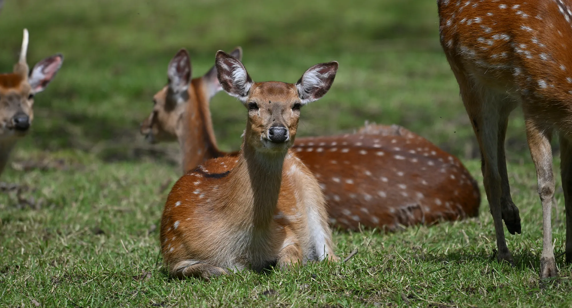 Groupe de cerfs axis tachetés de blanc, dont deux couchés et un debout, sur l'herbe