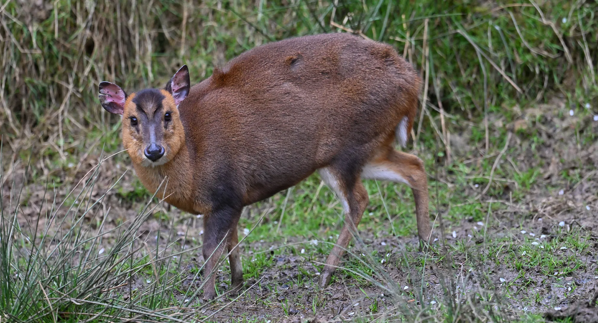 Muntjac au pelage brun-roux marchant dans l'herbe haute de son enclos
