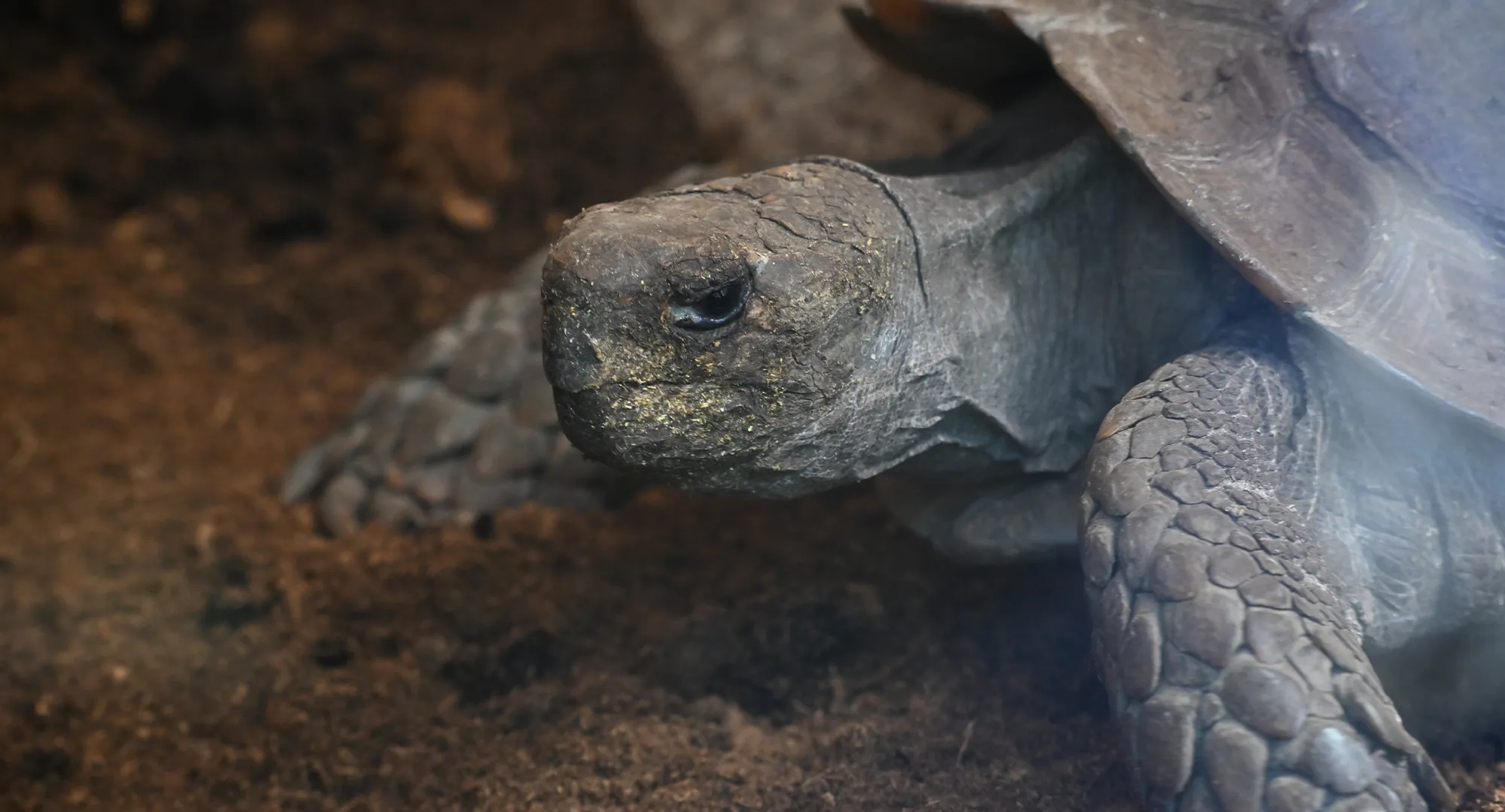 Tortue géante et sa carapace dans la terre