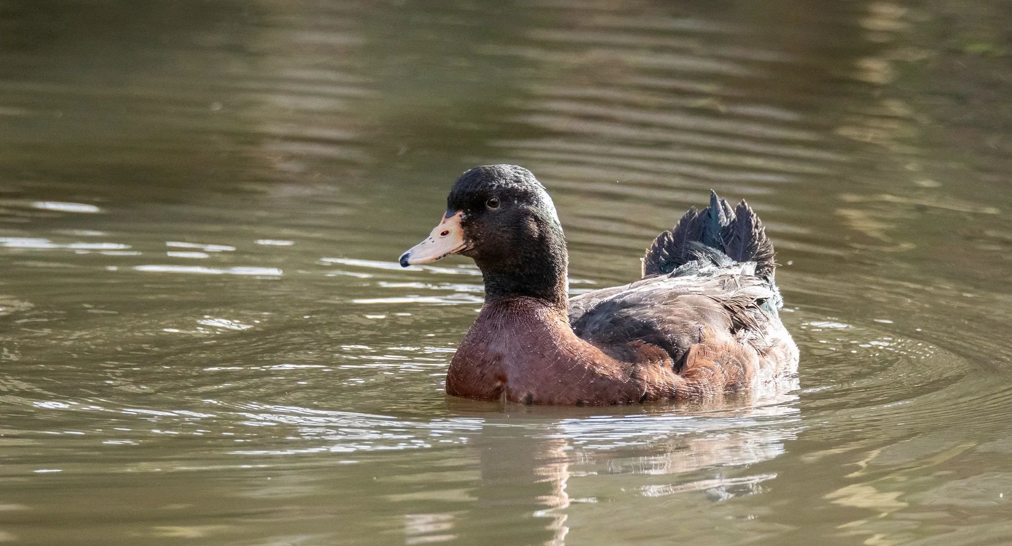 Canard au plumage brun et gris nageant sur l'eau d'un bassin