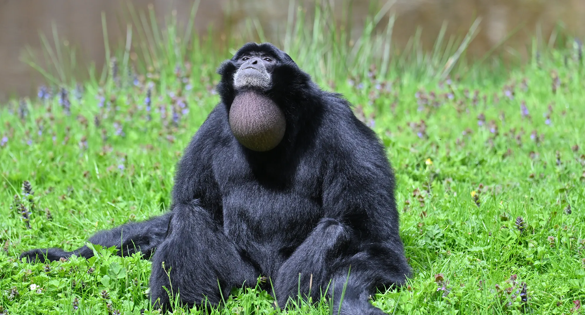 Siamang noir assis dans l'herbe, le sac gulaire gonflé sous le menton
