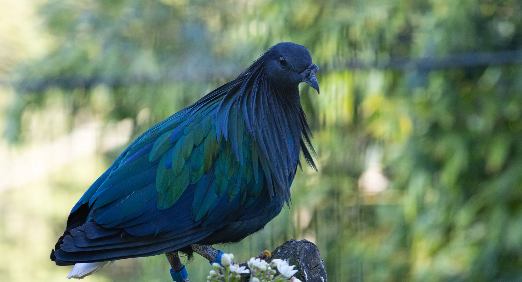 Pigeon de Nicobar au plumage bleu-vert irisé perché sur une branche