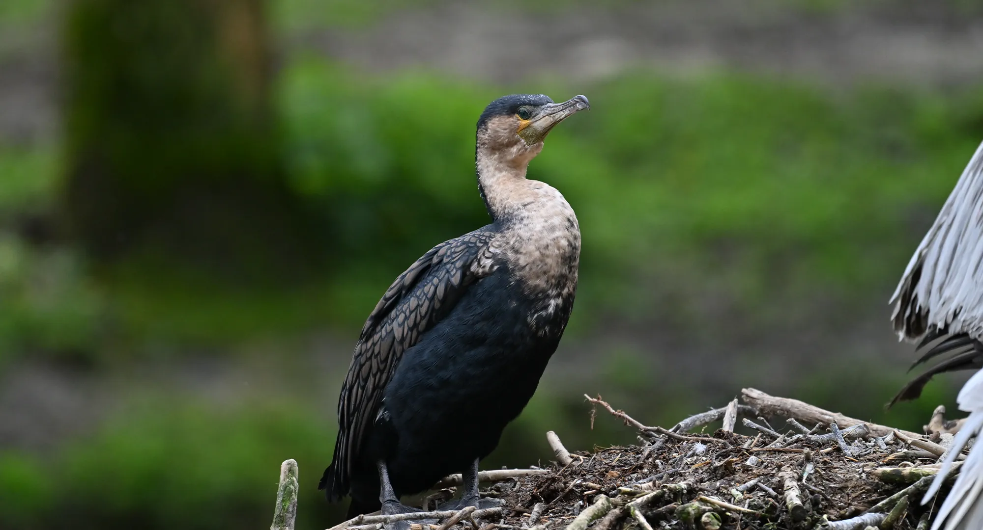 Cormoran au plumage sombre et au cou clair posé sur un nid de branchages