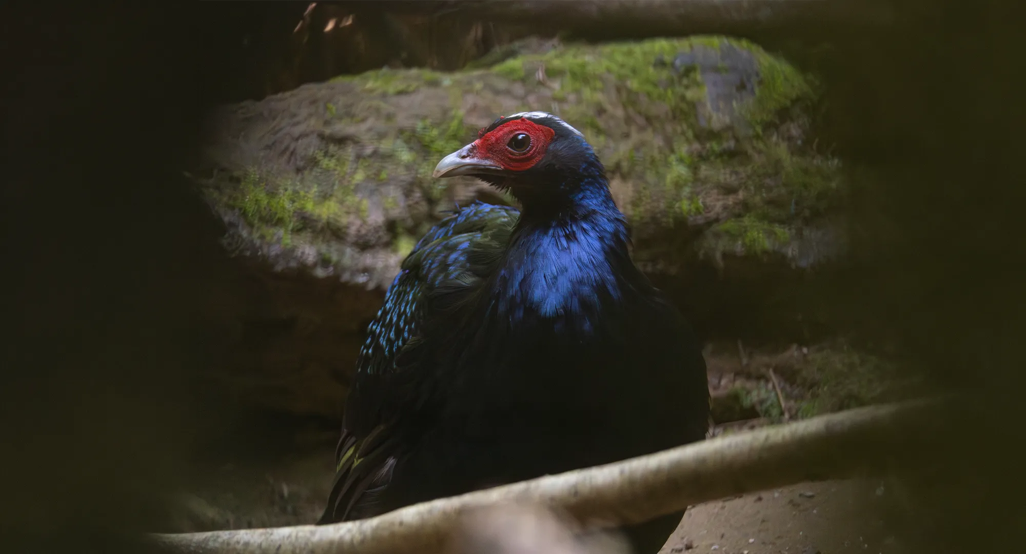 Oiseau au plumage noir bleuté et à la tête rouge perché dans la pénombre sur une branche