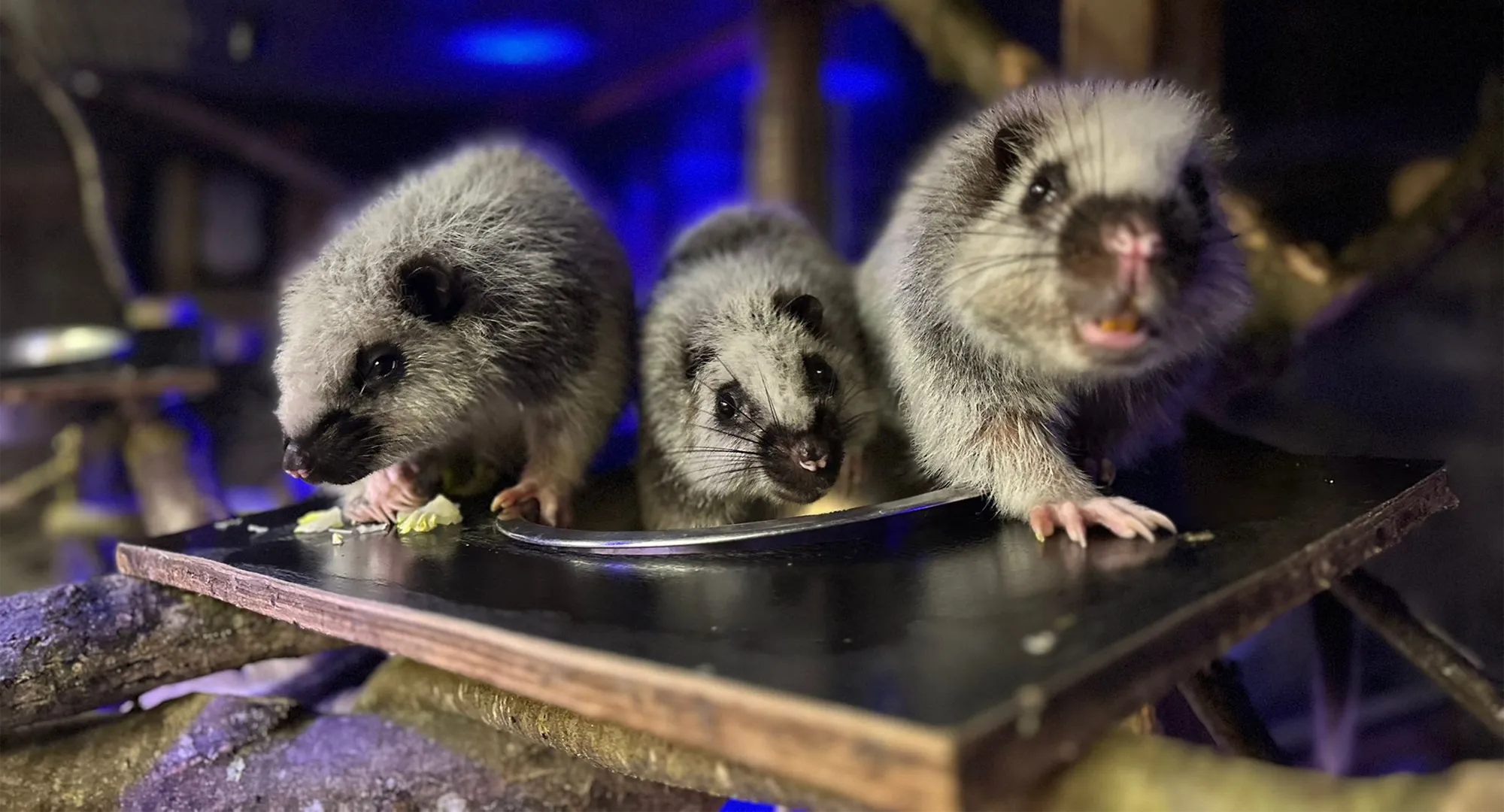 Trois petits mammifères au pelage gris-clair mangeant sur une planche dans un enclos nocturne éclairé de bleu