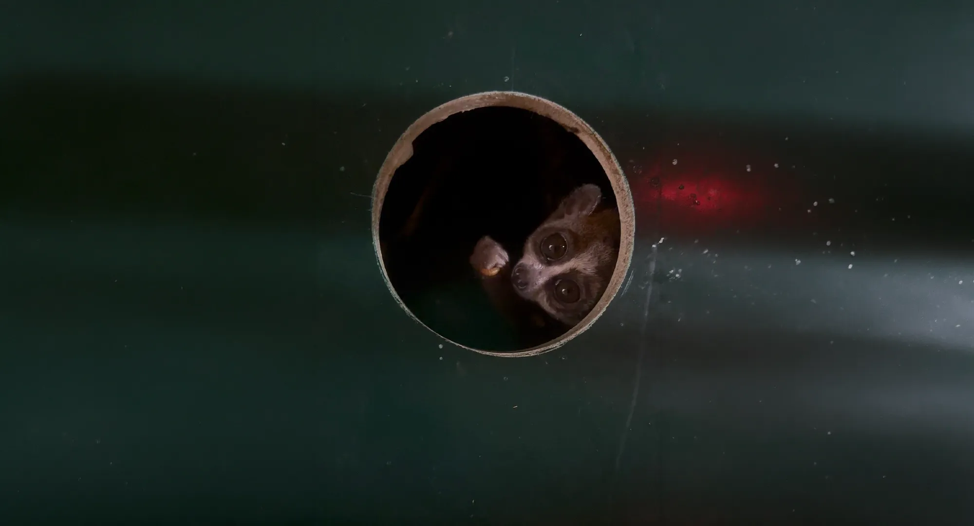 Petit animal nocturne visible dans un tube rond, derrière une vitre sombre de l'enclos