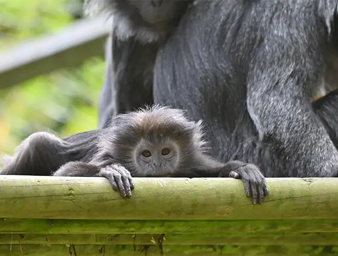 Jeune langur gris accroché à une barre en bois devant un adulte