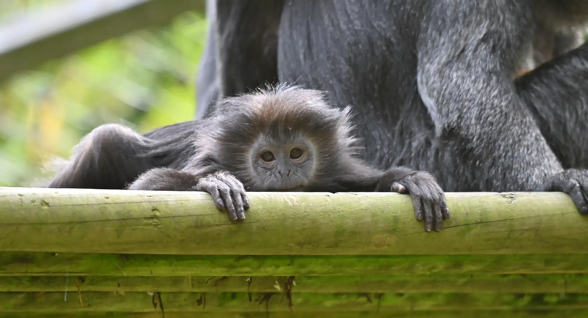 Bébé langur aux yeux ronds appuyé sur une poutre en bois, un adulte derrière lui