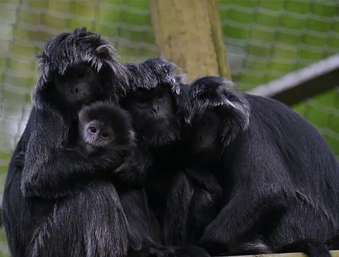 Famille de langurs noirs blottis les uns contre les autres, avec un petit au centre