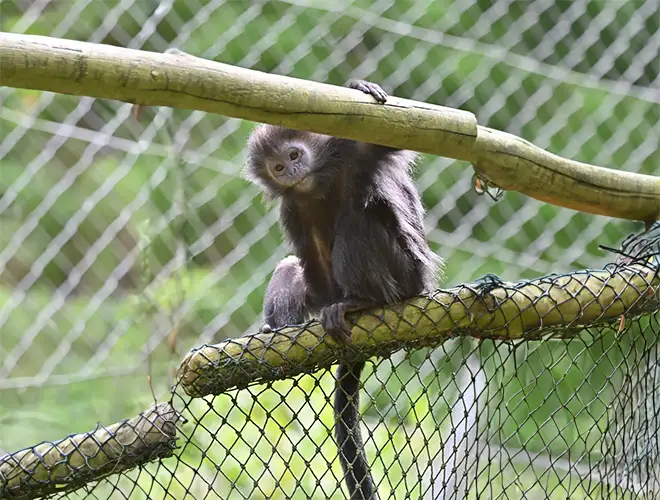 Jeune langur grimpant sur une branche et un filet métallique dans l'enclos