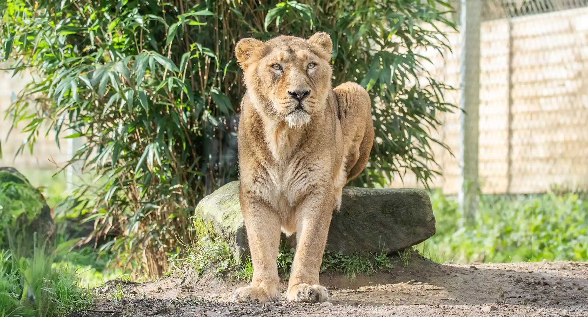 Lionne d'Asie debout devant des bambous et un rocher, regardant au loin