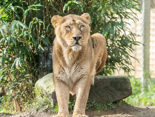 Lionne d'Asie au pelage fauve près d'un rocher et de bambous
