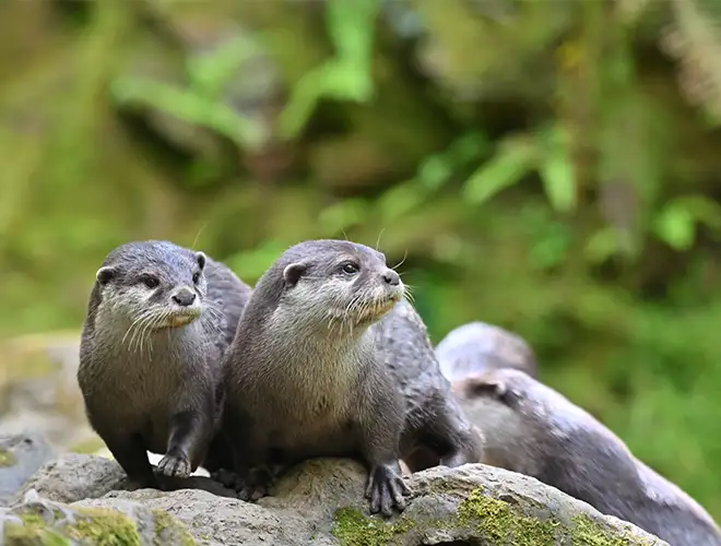 Trois loutres cendrées sur un rocher moussu