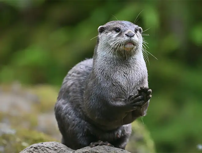 Loutre cendrée dressée sur ses pattes arrière, les pattes avant jointes