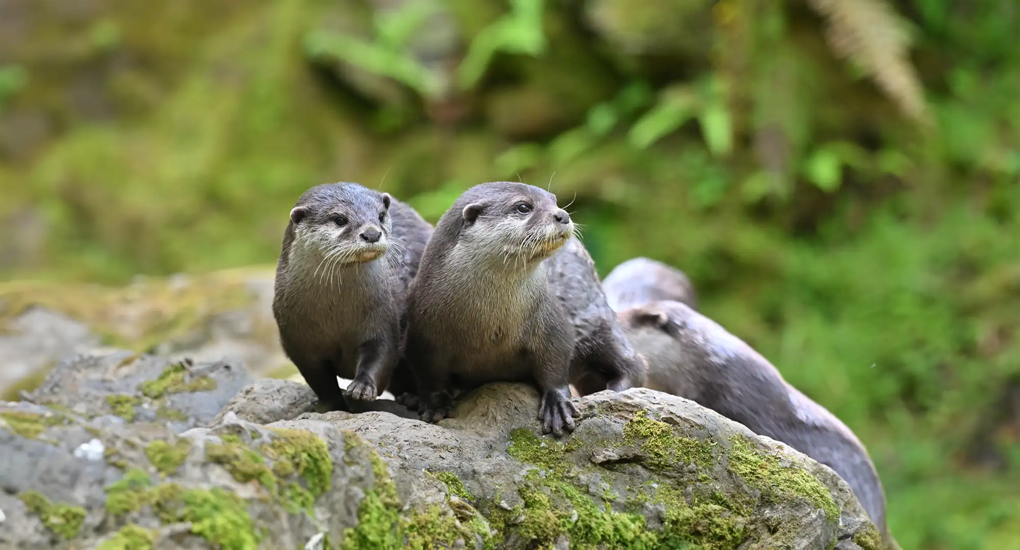 Groupe de loutres cendrées serrées sur un rocher couvert de mousse