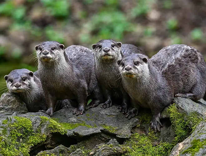 Famille de loutres cendrées alignées sur un rocher moussu, regardant devant elles