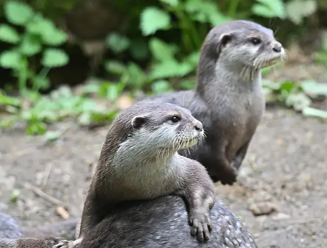 Deux loutres cendrées sur une pierre, l'une dressée derrière l'autre, sur fond de verdure
