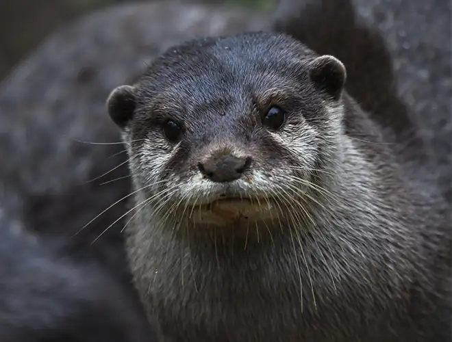 Loutre cendrée aux moustaches fournies