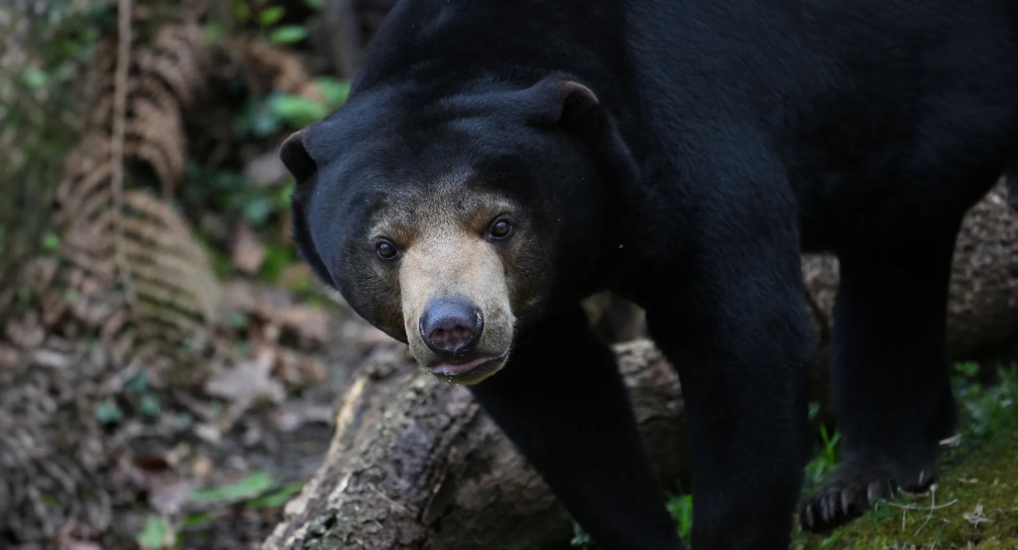 Ours malais au pelage noir marchant près d'un tronc d'arbre, la tête baissée