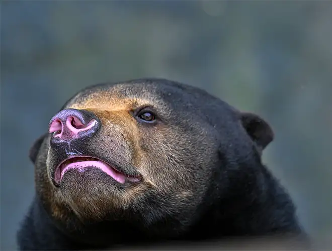 Ours malais qui tire la langue, museau rose
