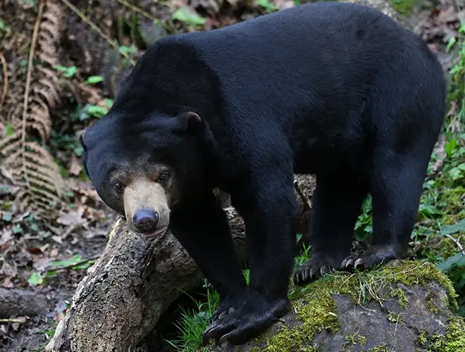 Ours malais noir avançant sur un tronc couvert de mousse dans son enclos