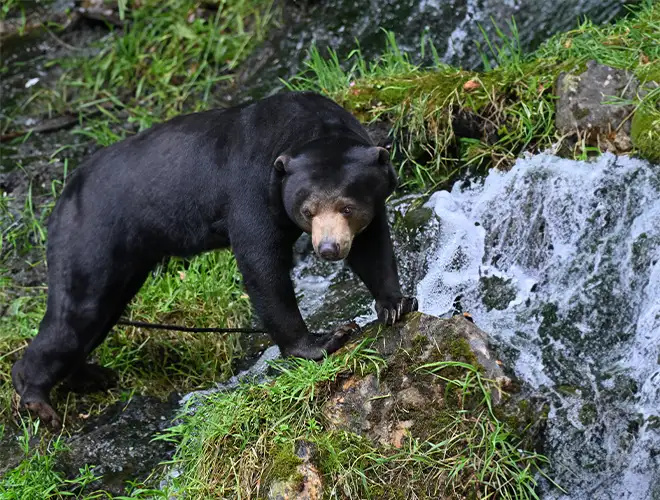 Ours malais noir marchant sur un rocher moussu près d'une petite cascade