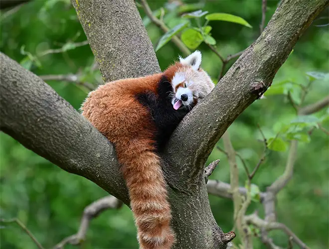 Panda roux endormi dans la fourche d'un arbre, la queue annelée pendante