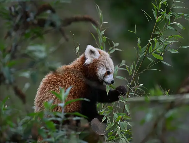 Panda roux mangeant des feuilles de saule dans la végétation