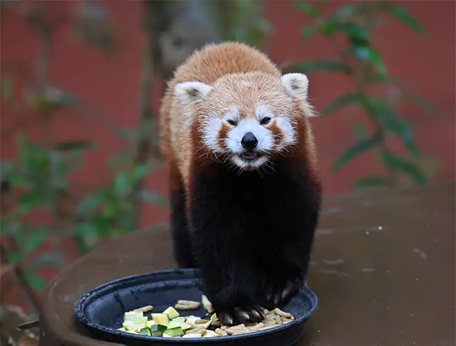 Panda roux debout devant une gamelle de fruits et légumes coupés