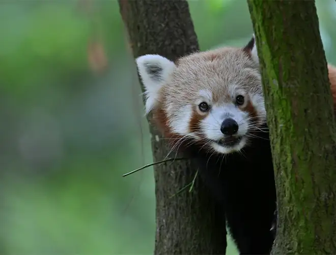 Panda roux derrière un tronc d'arbre, la langue légèrement sortie