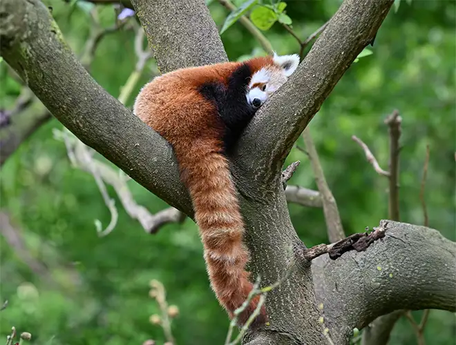 Panda roux couché dans la fourche d'un arbre, la queue annelée visible