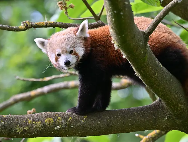 Panda roux avançant sur une branche d'arbre, le regard dirigé vers le photographe