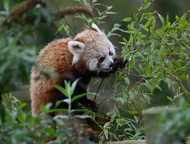 Panda roux grignotant des feuilles de saule, entouré de feuillage