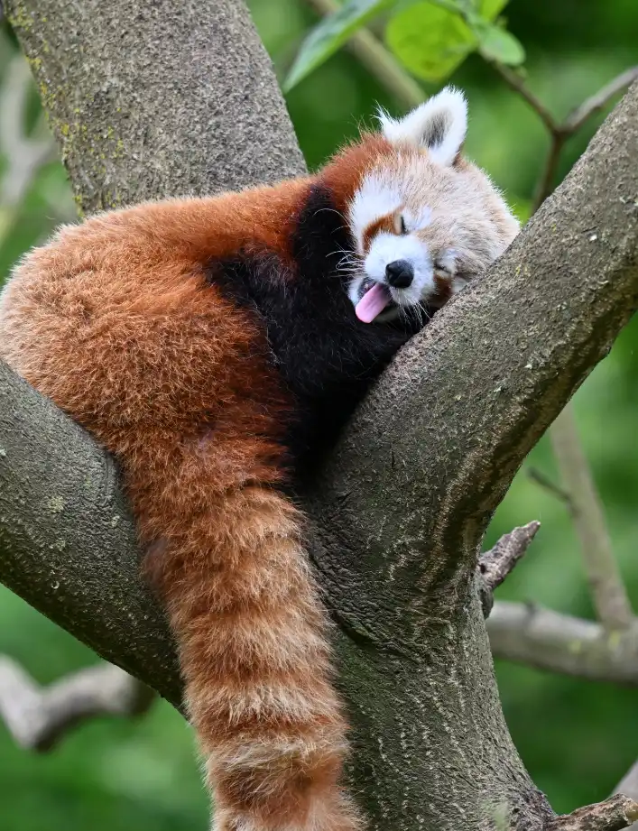 Sleeping red panda, lying on a branch