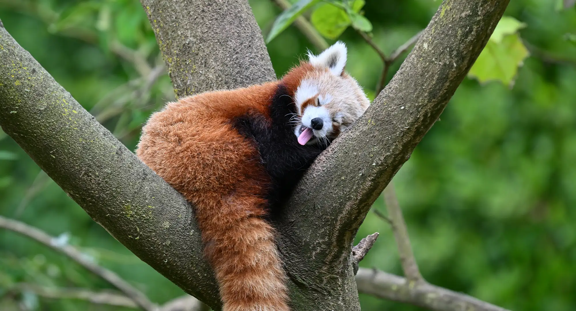 Panda roux endormi dans la fourche d'un arbre, la tête reposant sur une branche