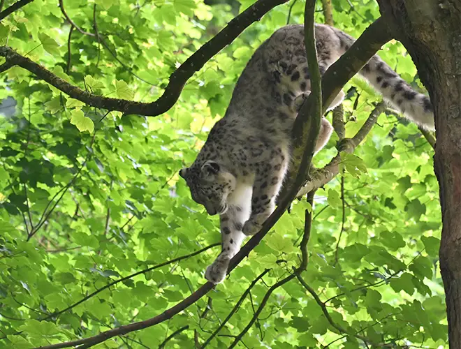 Panthère des neiges descendant d'un arbre au feuillage vert éclatant