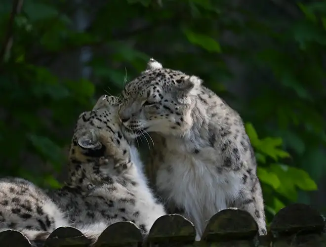 Deux panthères des neiges se câlinant sur une plateforme en bois
