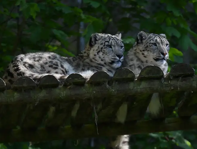 Deux panthères des neiges allongées sur une plateforme en bois dans leur enclos