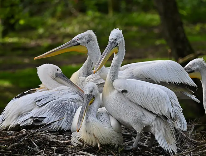 Groupe de pélicans frisés blancs rassemblés sur un nid de branchages