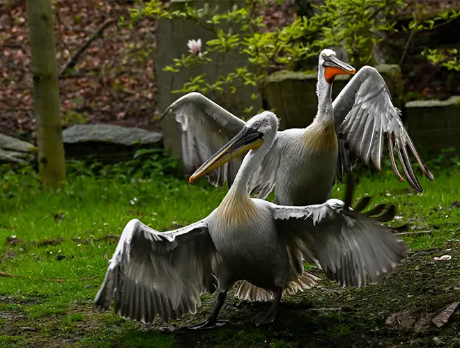 Deux pélicans frisés déployant leurs ailes sur l'herbe de leur enclos