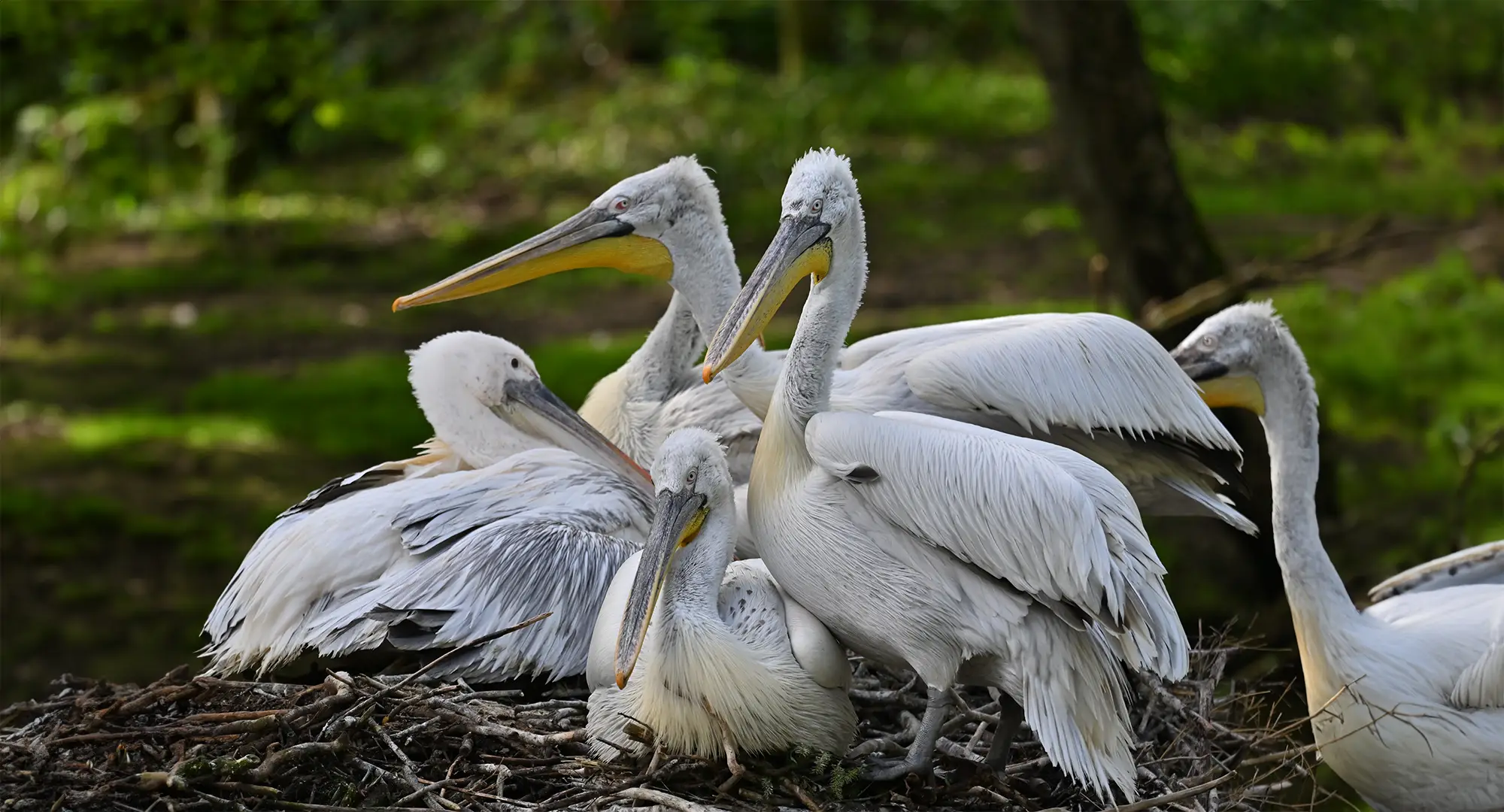 Groupe de pélicans frisés au plumage blanc rassemblés sur un nid, bec orienté vers le haut