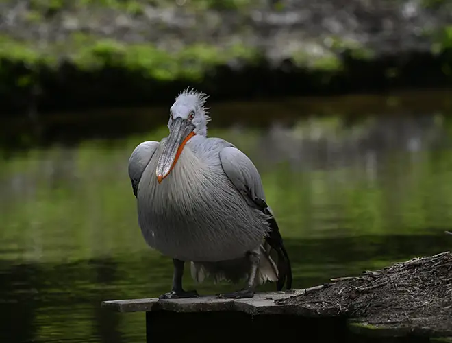Pélican frisé gris debout sur un ponton de bois au bord de l'eau