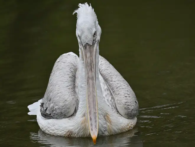 Pélican frisé nageant sur l'eau sombre, la huppe frisée visible