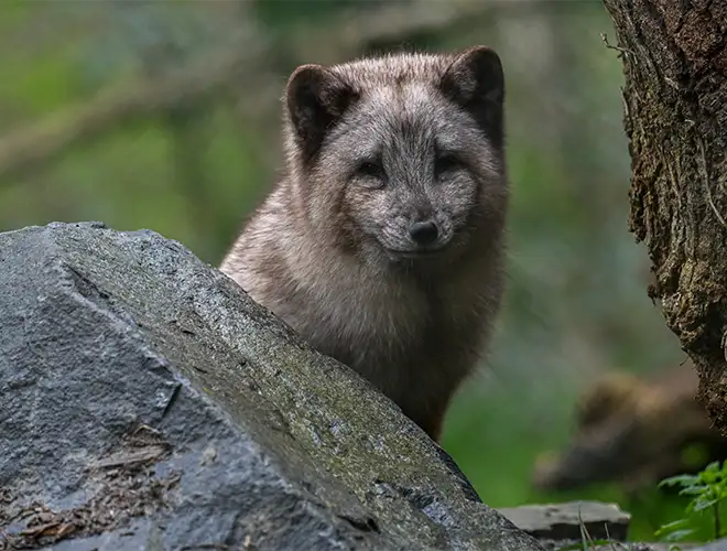 Renard polaire au pelage gris-brun sortant de derrière un rocher