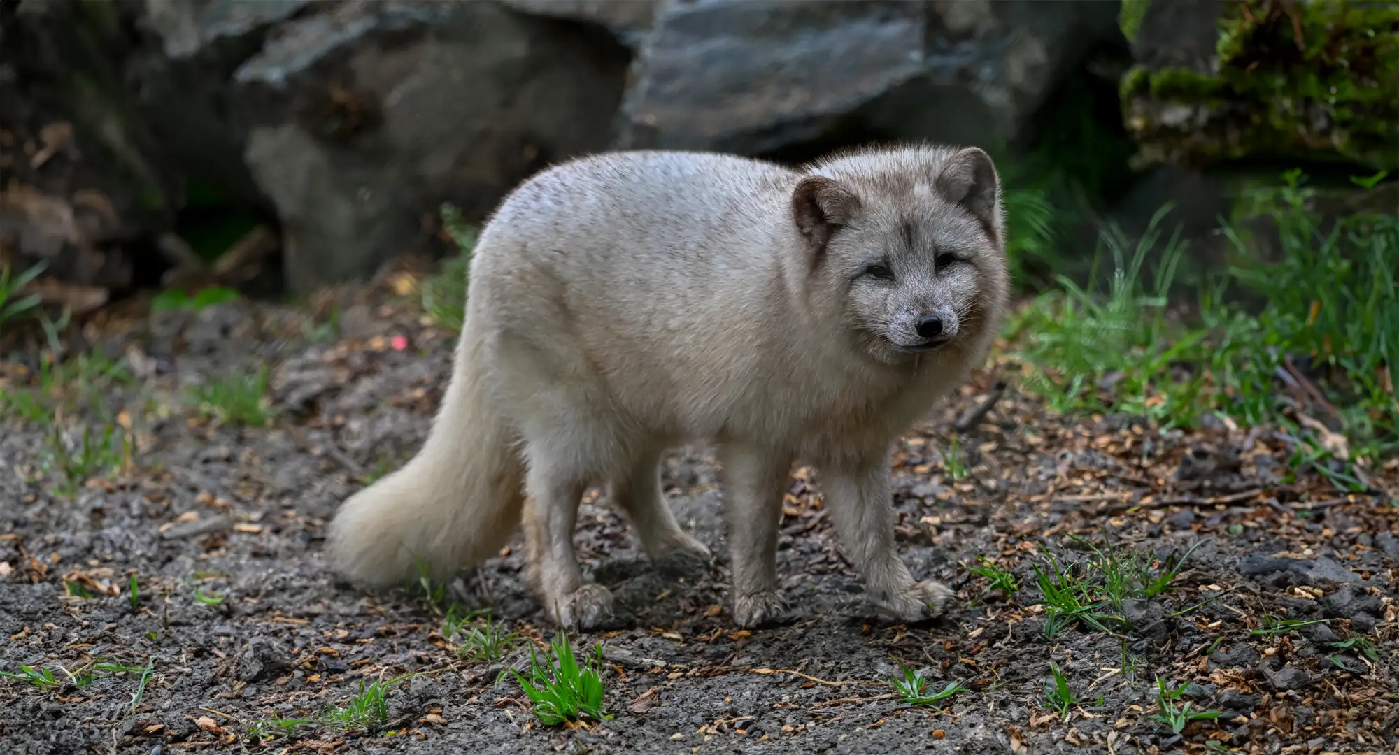 Renard polaire au pelage clair marchant sur un sol de terre et de gravier
