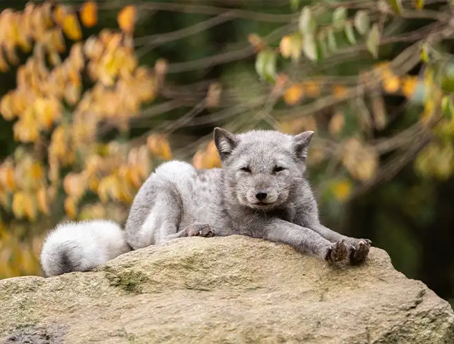 Renard polaire gris couché sur un rocher sous un feuillage d'automne