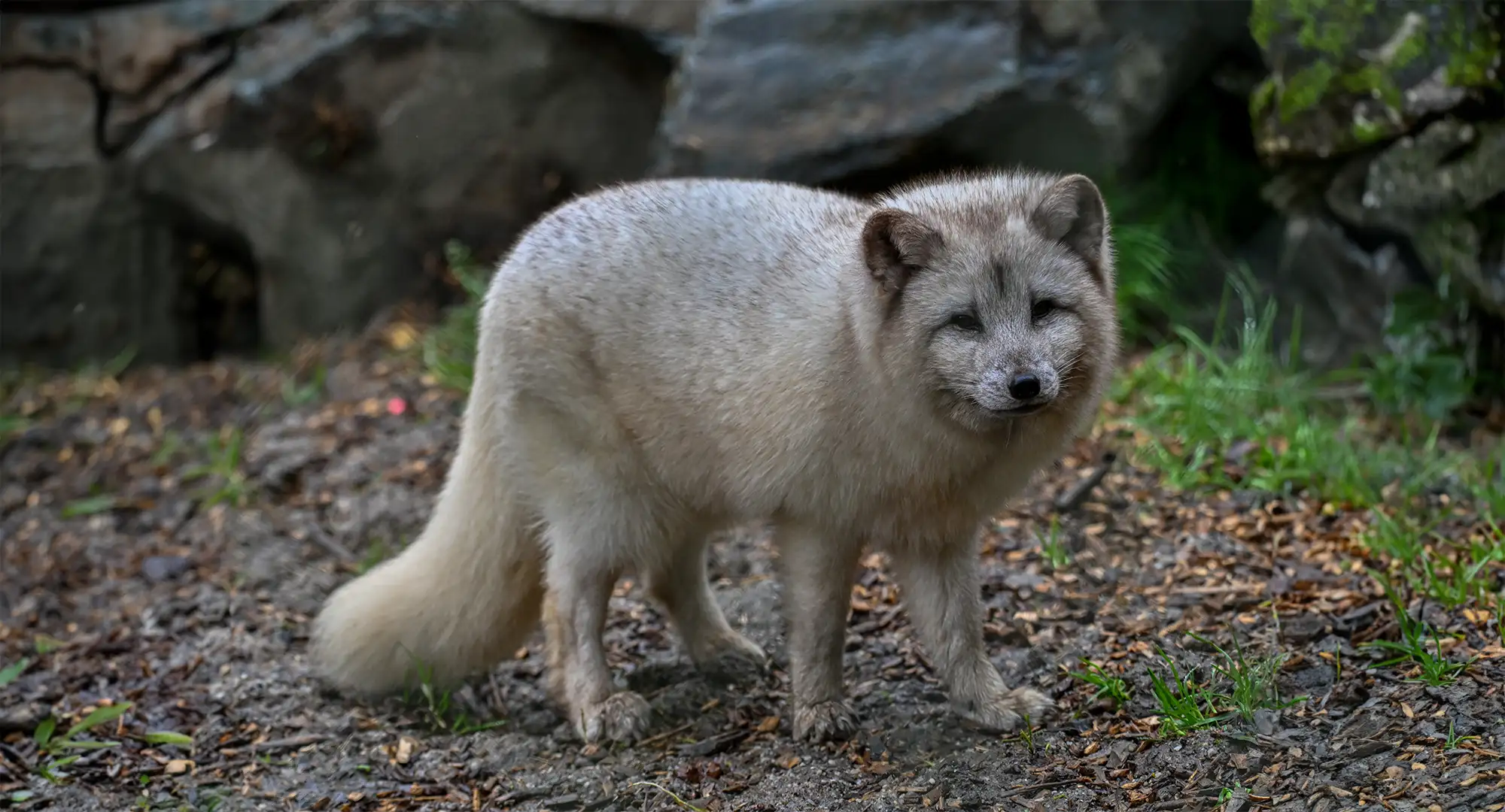 Renard polaire au pelage blanc crème debout devant des rochers
